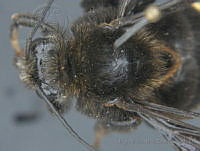 JAMR116 Bombus mexicanus.jpg
