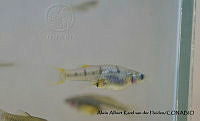 AAKVDH 0451 Poeciliopsis latidens.JPG