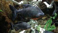 LCF0400 Osteichthyes.jpg