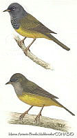 MAPM0236 Geothlypis tolmiei.jpg