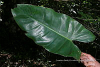 Huitz 1842 Philodendron smithii.jpg