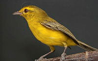 MGaves 2814 Vireo hypochryseus.jpg