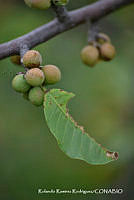 RRR0162 Bursera schleschtendalii.jpg