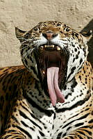 CNS0766 Panthera onca.jpg