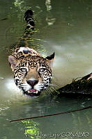 VHL0102 Panthera onca.jpg