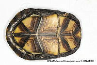 PJ016 0297 Kinosternon integrum.JPG