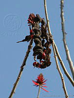 CGL0920 Erythrina americana.jpg
