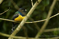 MASM07975 Trogon caligatus.jpg