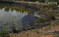 JCLV 009 Trachemys scripta y  Crocodylus moreletii.jpg