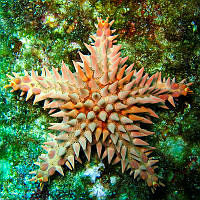 Amphiaster insignis 1.jpg