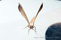 OAO0210 Lepidoptera.jpg