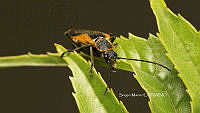 SM0309 Chauliognathus limbicollis.jpg