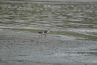 HJ6- 0232- Tringa semipalmata.jpg