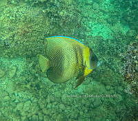 CCR 0015 Pomacanthus zonipectus.jpg
