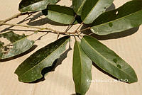 ME010 KV 00100 Morisonia americana L., 1753_.JPG