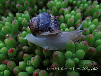 LCF0242 Cornu aspersum.jpg