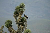 CNS0052 Aquila chrysaetos.jpg