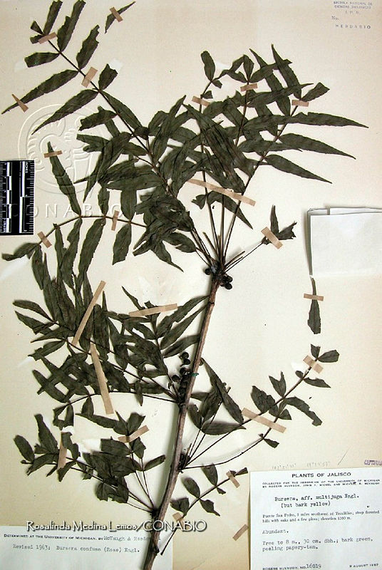 RML0232%20Bursera%20confusa.jpg.rif748j MQ1PayVhQA3g0JtbmFja29CbnFuZ3NAbXJ6LGtwZwA.IUw4qkw1Vb