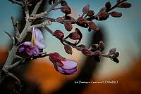 IDG Nat 0056 Olneya tesota.jpg