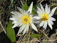 MEGA 0401 Nymphaea elegans.JPG