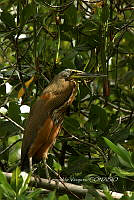HJ6- 0585- Tigrisoma mexicanum.jpg