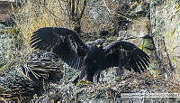 JCCS013 Aquila chrysaetos.tif