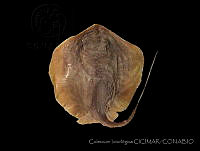 CICIMAR0141 Hypanus dipterurus.jpg