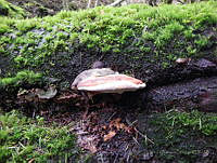 MCS038 Polyporales.jpg