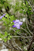 CAR 0072 Puccinia ruelliae-bourgaei.jpg