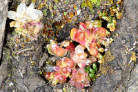VWS098 Sedum minimum.jpg