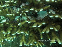 NE018 0060 Millepora alcicornis.jpg