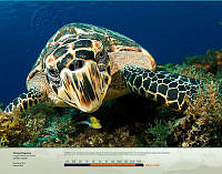 Tortuga caguama.jpg