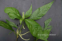 ME010 KV 01138 Acalypha L., 1753.JPG