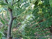 MEGA 0067 Prosopis juliflora.JPG