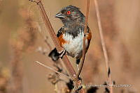 JRRO0557 Pipilo maculatus.jpg