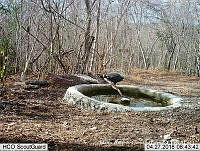 MAGB 0107 Geranospiza caerulescens.JPG