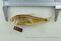 RQTG1908 Astyanax aeneus.jpg