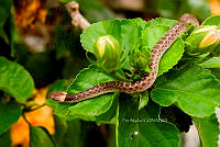 PM0144 Hypsiglena torquata.jpg