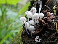 LLG02 Coprinellus disseminatus.jpg