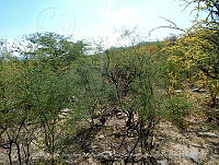 LI005 0124 Mimosa laxiflora, Fouquieria macdougalii.jpg