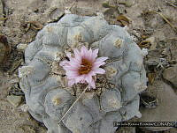 FIRR0068 Lophophora williamsii.JPG