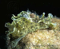 DP014-20 Aplysia dactylomela.jpg
