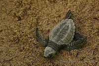 IDG0730 Chelonia mydas.jpg