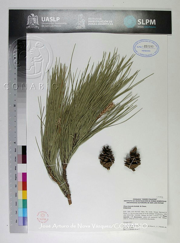JAdNV0356%20Pinus%20teocote.JPG.rieon 3zMc0ruyFjQA3g0JtbmFja29CbnFuZ3NAbXJ6LGtwZwA.6ibW8bcrez