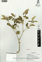 YPH2424 Physalis angulata.jpg