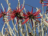 3R 01137 Erythrina americana.jpg