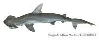 SRM0084 Sphyrna zygaena.jpg