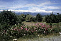 DK2000 Estado de México.jpg