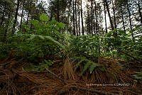 IDG1778 Bosque de coníferas.jpg