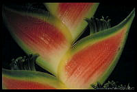 EHP0020 Heliconia sp..jpg